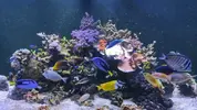 [TodoMarino.com] Venta acuario marino completo