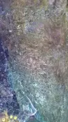 [TodoMarino.com] Identificar algas.