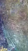 [TodoMarino.com] Identificar algas.