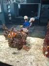 [TodoMarino.com] LA AVENTURA DE UN PROYECTO DIFERENTE  (🙈las cosas de Celui🙈)