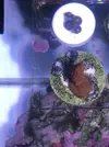 [TodoMarino.com] Cambio 2 pólipos zoas blue hornet y esqueje Montípora digitata roja por algo similar!