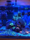 [TodoMarino.com] Venta acuario 42 litros completo + regalo picoreef 8 litros