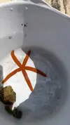 [TodoMarino.com] Estrella de Mar Rojo reef safe?