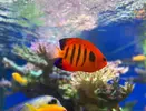 [TodoMarino.com] VENDIDOS Centropyge loriculus y Apolemichthys trimaculatus
