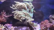 [TodoMarino.com] Vendo corales