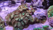 [TodoMarino.com] Vendo corales