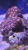 [TodoMarino.com] Vendo corales