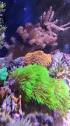 [TodoMarino.com] Vendo corales