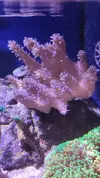 [TodoMarino.com] Vendo corales