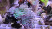 [TodoMarino.com] Vendo corales