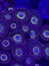 [TodoMarino.com] Cambio zoas colonias grandes