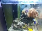 [TodoMarino.com] Pros y contras del metodo All for Reef