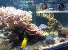 [TodoMarino.com] Pros y contras del metodo All for Reef