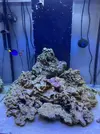 [TodoMarino.com] peces y roca