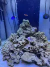 [TodoMarino.com] peces y roca