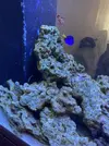 [TodoMarino.com] peces y roca