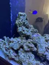 [TodoMarino.com] peces y roca