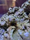 [TodoMarino.com] peces y roca