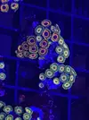 [TodoMarino.com] Pack 3 tipos de zoas