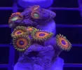 [TodoMarino.com] Pack 3 tipos de zoas