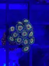 [TodoMarino.com] Pack 3 tipos de zoas