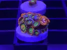 [TodoMarino.com] Pack 3 tipos de zoas