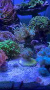 [TodoMarino.com] Como se llama esta euphylia?