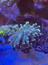 [TodoMarino.com] Como se llama esta euphylia?