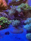 [TodoMarino.com] Como se llama esta euphylia?