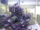 [TodoMarino.com] Vendo pez payaso marron