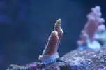 [TodoMarino.com] El Reef de Little