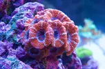 [TodoMarino.com] El Reef de Little