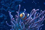[TodoMarino.com] El Reef de Little