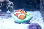 [TodoMarino.com] El Reef de Little