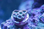[TodoMarino.com] El Reef de Little