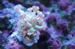 [TodoMarino.com] El Reef de Little