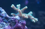 [TodoMarino.com] El Reef de Little
