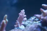 [TodoMarino.com] El Reef de Little