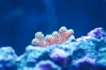 [TodoMarino.com] El Reef de Little