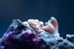 [TodoMarino.com] El Reef de Little