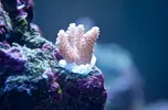 [TodoMarino.com] El Reef de Little