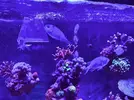 [TodoMarino.com] Chromis viridis