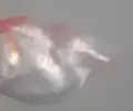 [TodoMarino.com] Mi pez parece que no tiene piel