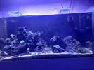[TodoMarino.com] CandyMoon Reef