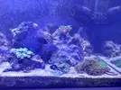 [TodoMarino.com] CandyMoon Reef