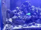 [TodoMarino.com] CandyMoon Reef