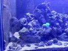 [TodoMarino.com] CandyMoon Reef