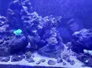[TodoMarino.com] CandyMoon Reef