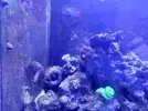 [TodoMarino.com] CandyMoon Reef