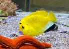 [TodoMarino.com] VENDIDOS Centropyge loriculus y Apolemichthys trimaculatus